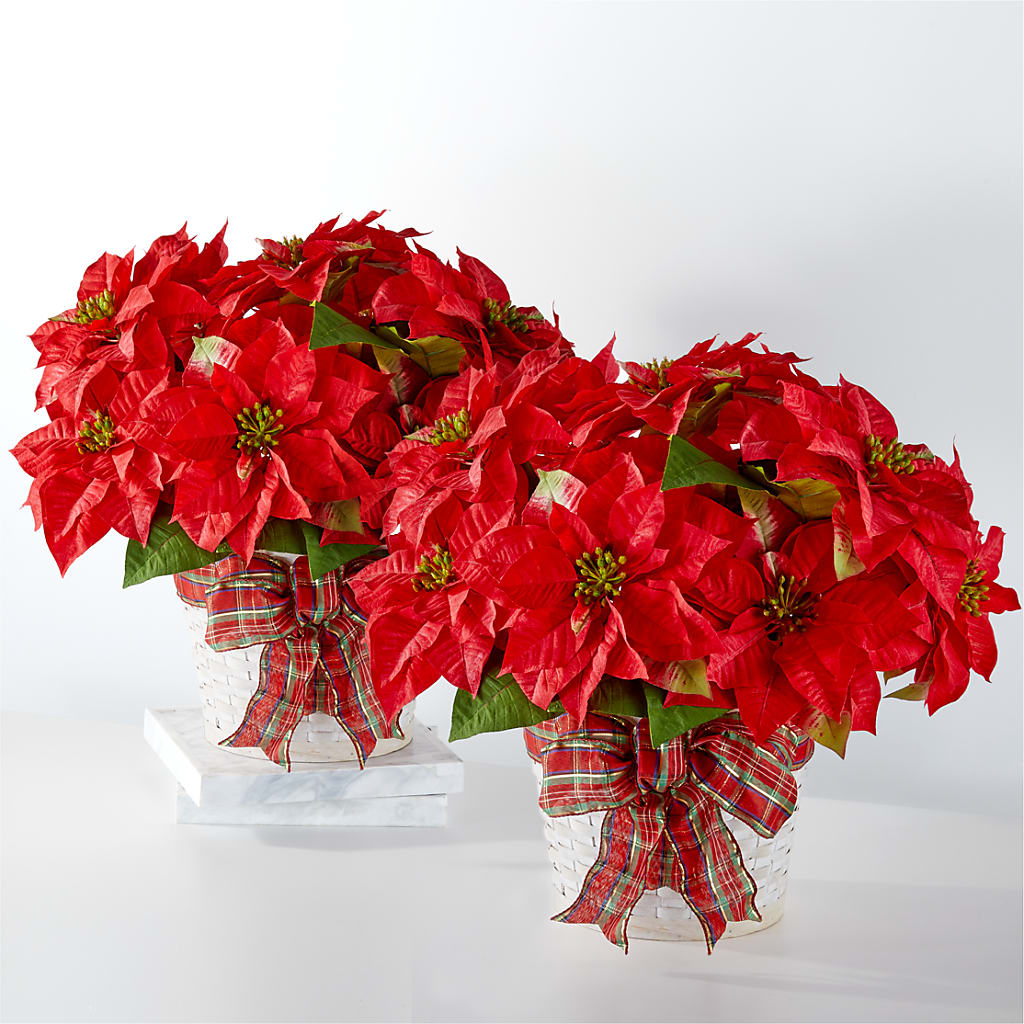 Happiest Holidays Poinsettia Bundle – Acme Floral #0014, Akron OH