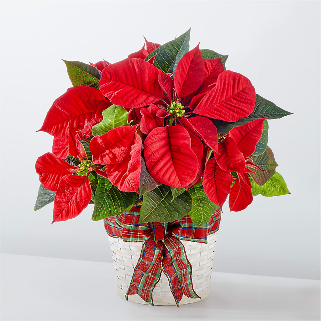 Happiest Holidays Poinsettia – Acme Floral #0014, Akron OH