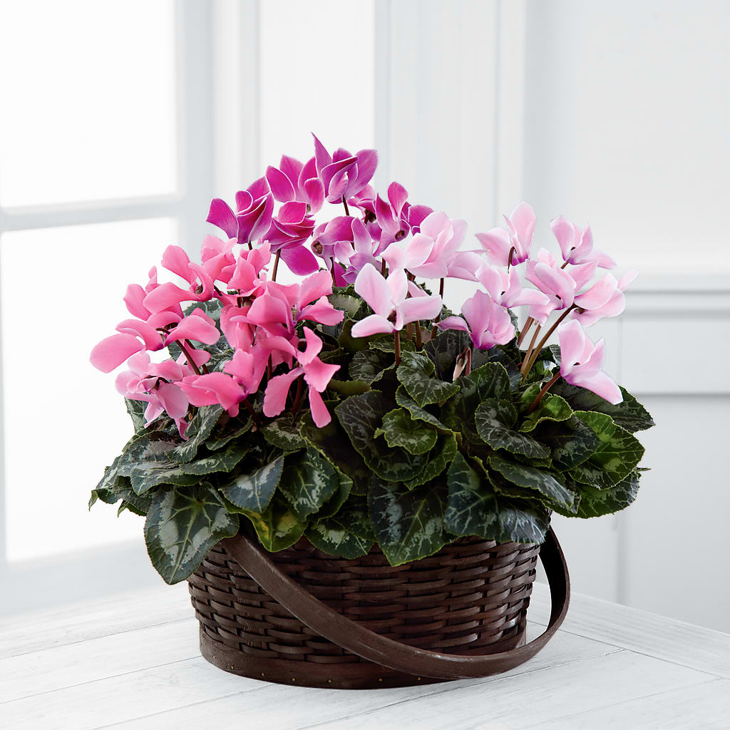 Mixed Cyclamen Planter – Acme Floral #0014, Akron OH