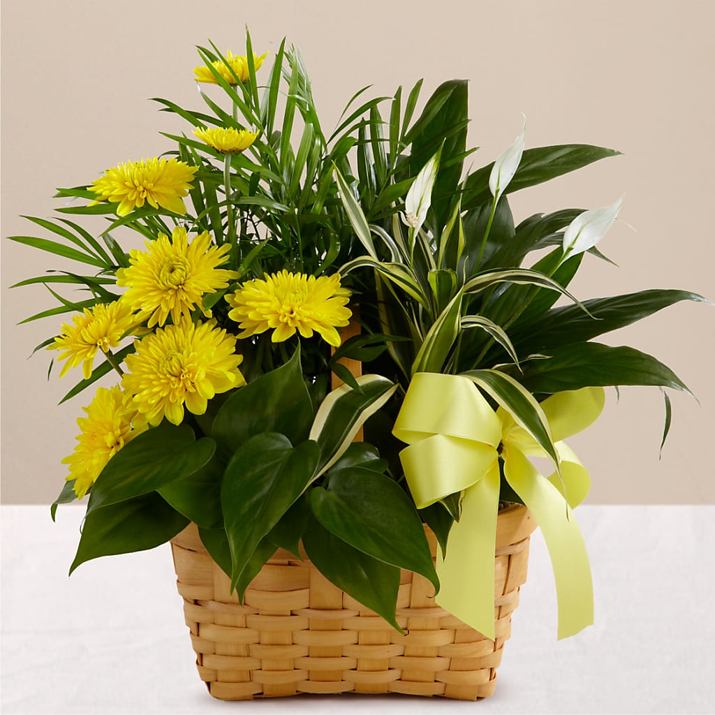 Loving Light Dishgarden – Acme Floral #0014, Akron OH
