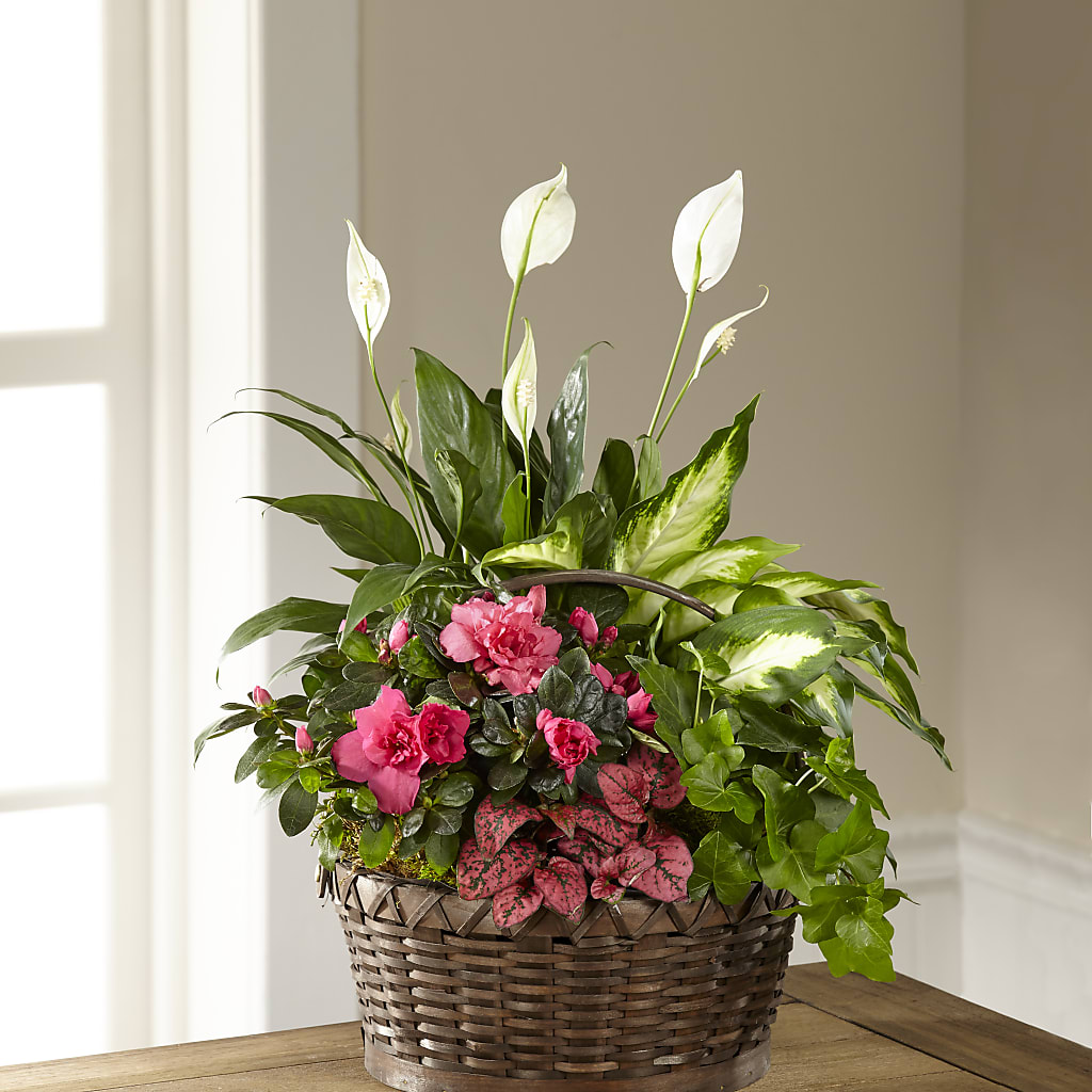 Dream in Pink Dishgarden – Acme Floral #0014, Akron OH