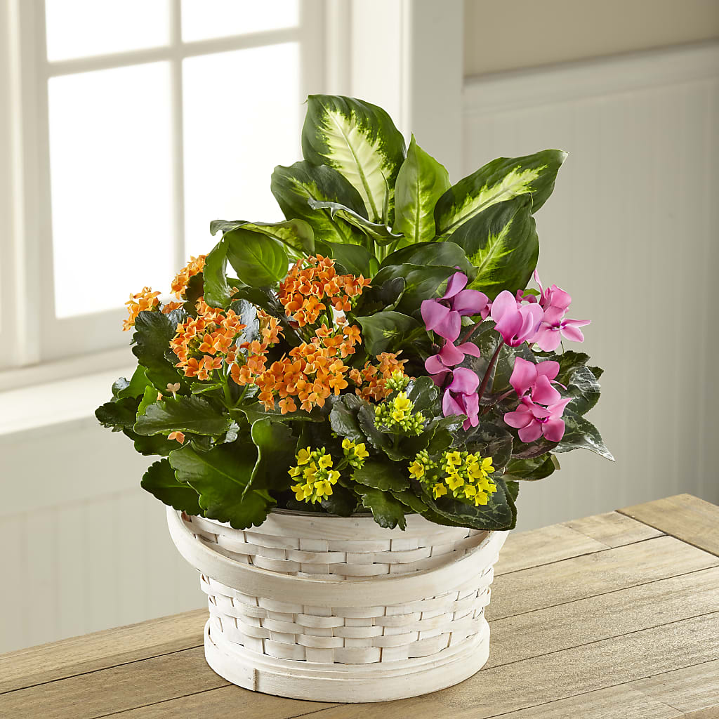 Color Crush Dishgarden – Acme Floral #0014, Akron OH