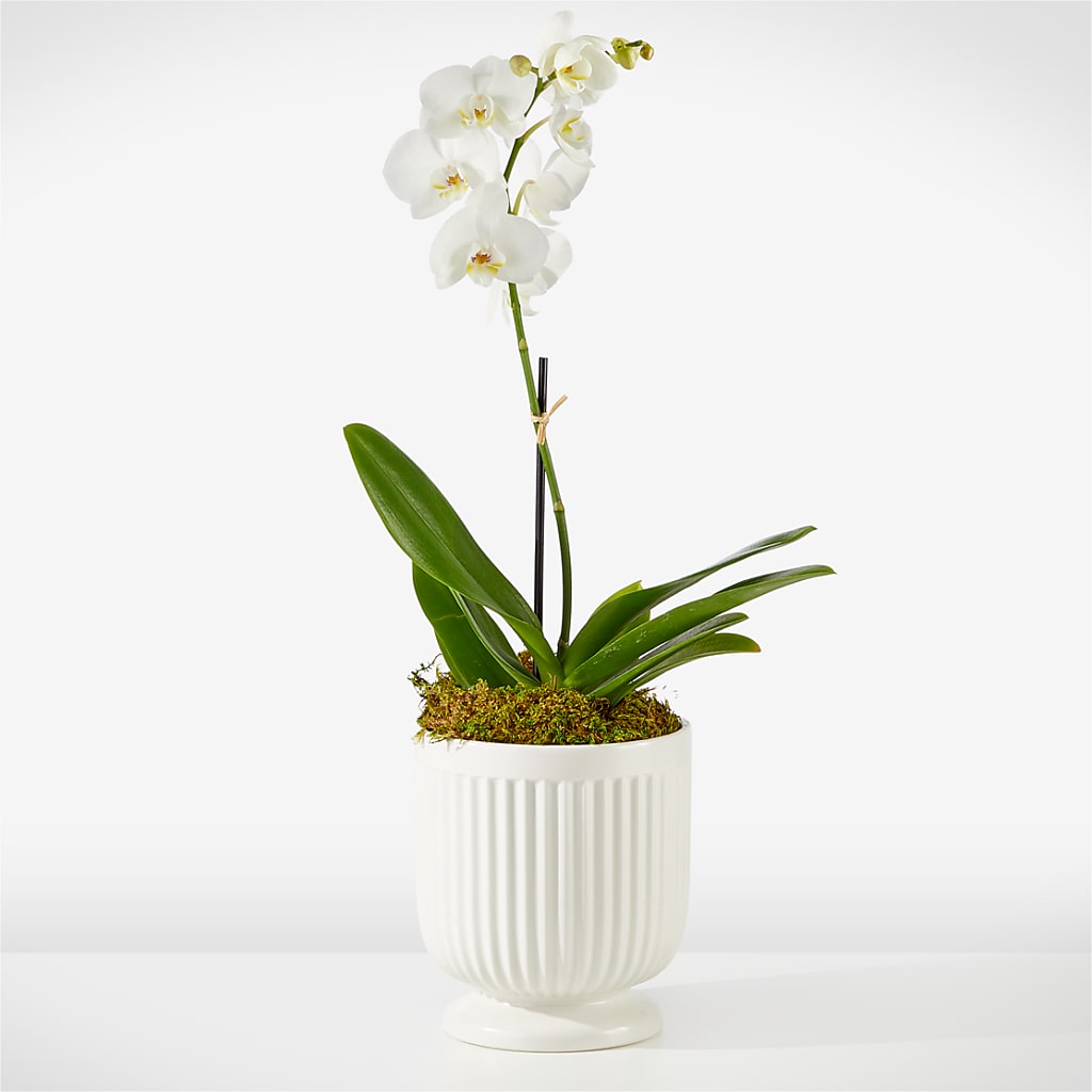 Whispering White Orchid – Acme Floral #0014, Akron OH