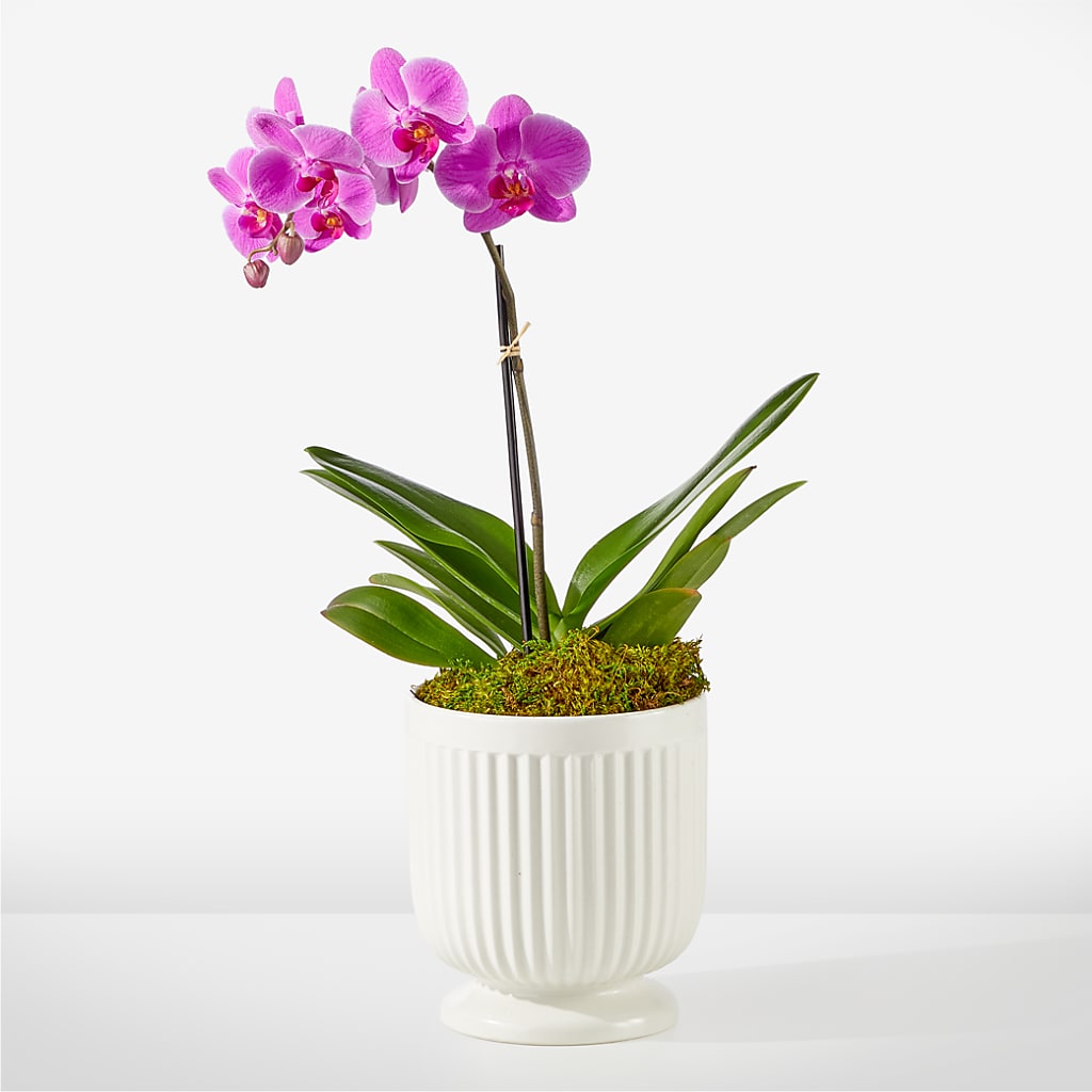 Friendly Fuchsia Orchid – Acme Floral #0014, Akron OH