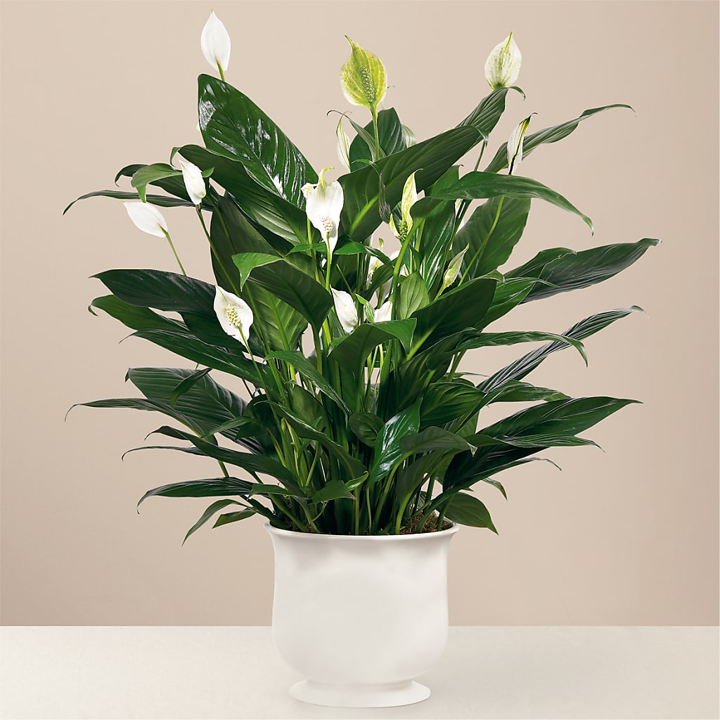 Comfort Planter – Acme Floral #0014, Akron OH