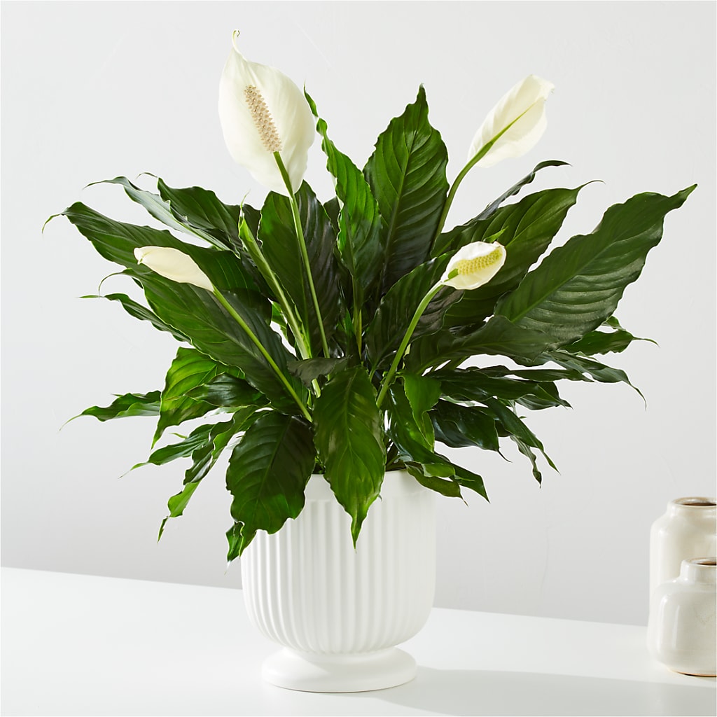 Comfort Planter – Acme Floral #0014, Akron OH