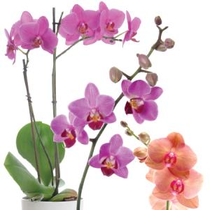 5” Orchids in Ceramic Pot