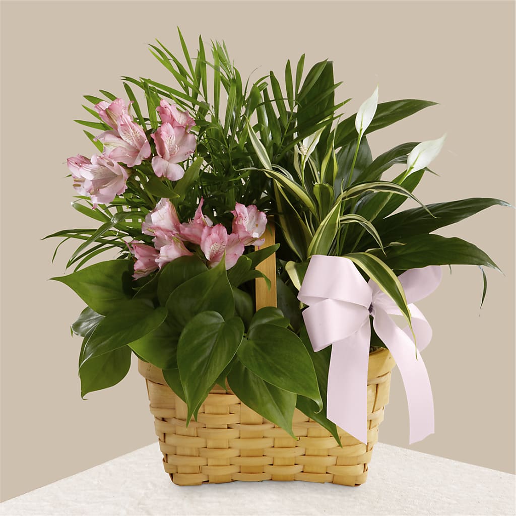 Living Spirit Dishgarden – Acme Floral #0014, Akron OH