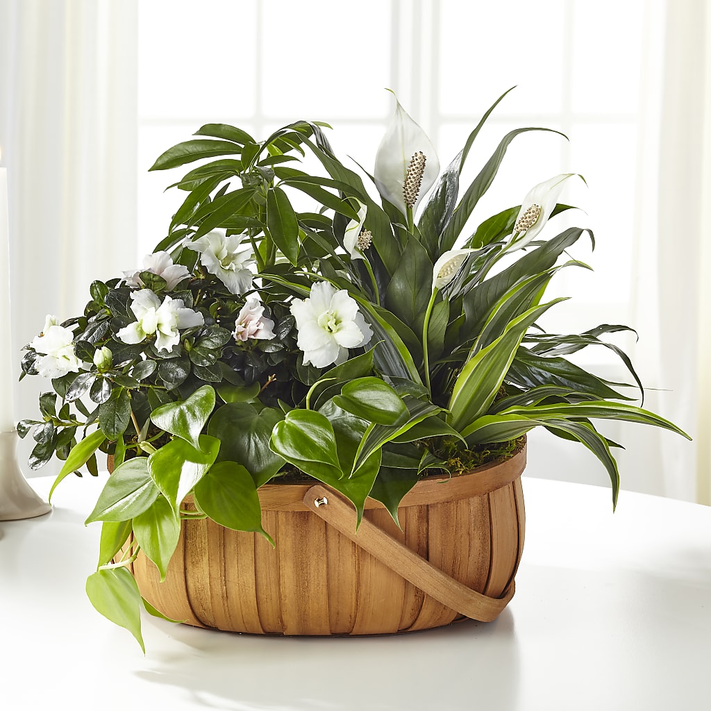 Serene Dishgarden – Acme Floral #0014, Akron OH