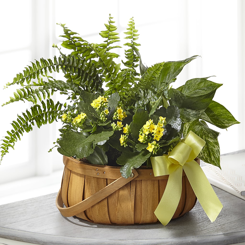 Always Dear Dishgarden – Acme Floral #0014, Akron OH