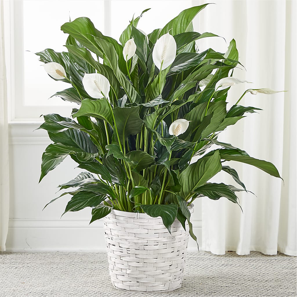 A New Leaf Peace Lily – Acme Floral #0014, Akron OH