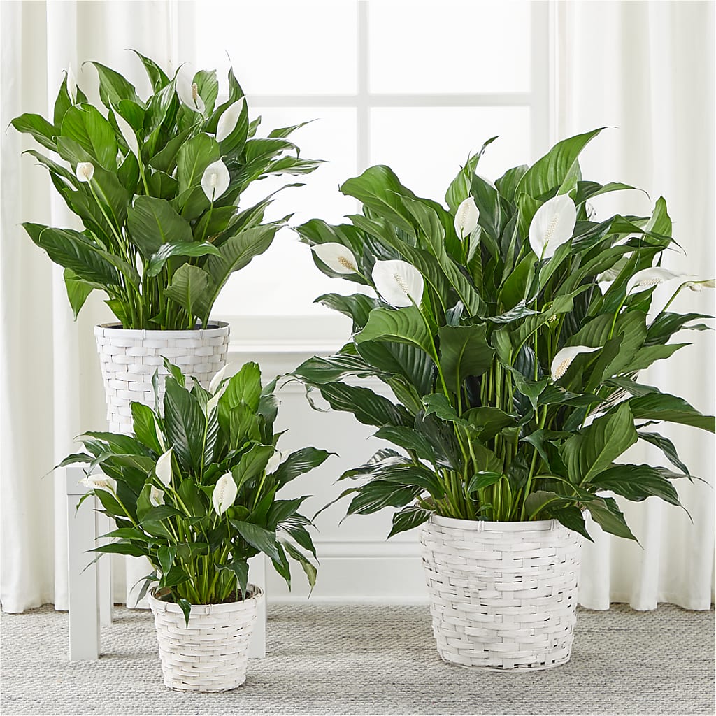 A New Leaf Peace Lily – Acme Floral #0014, Akron OH