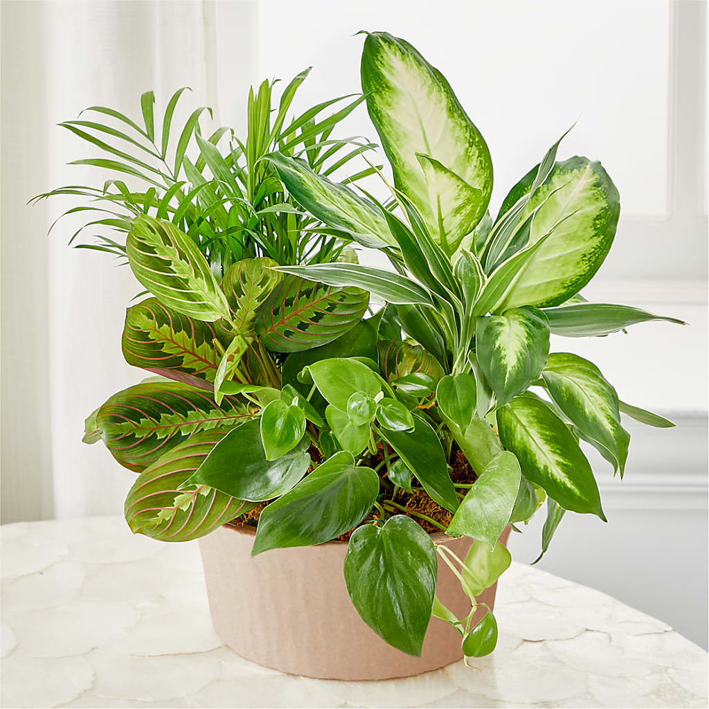Balance & Harmony Dishgarden – Acme Floral #0014, Akron OH