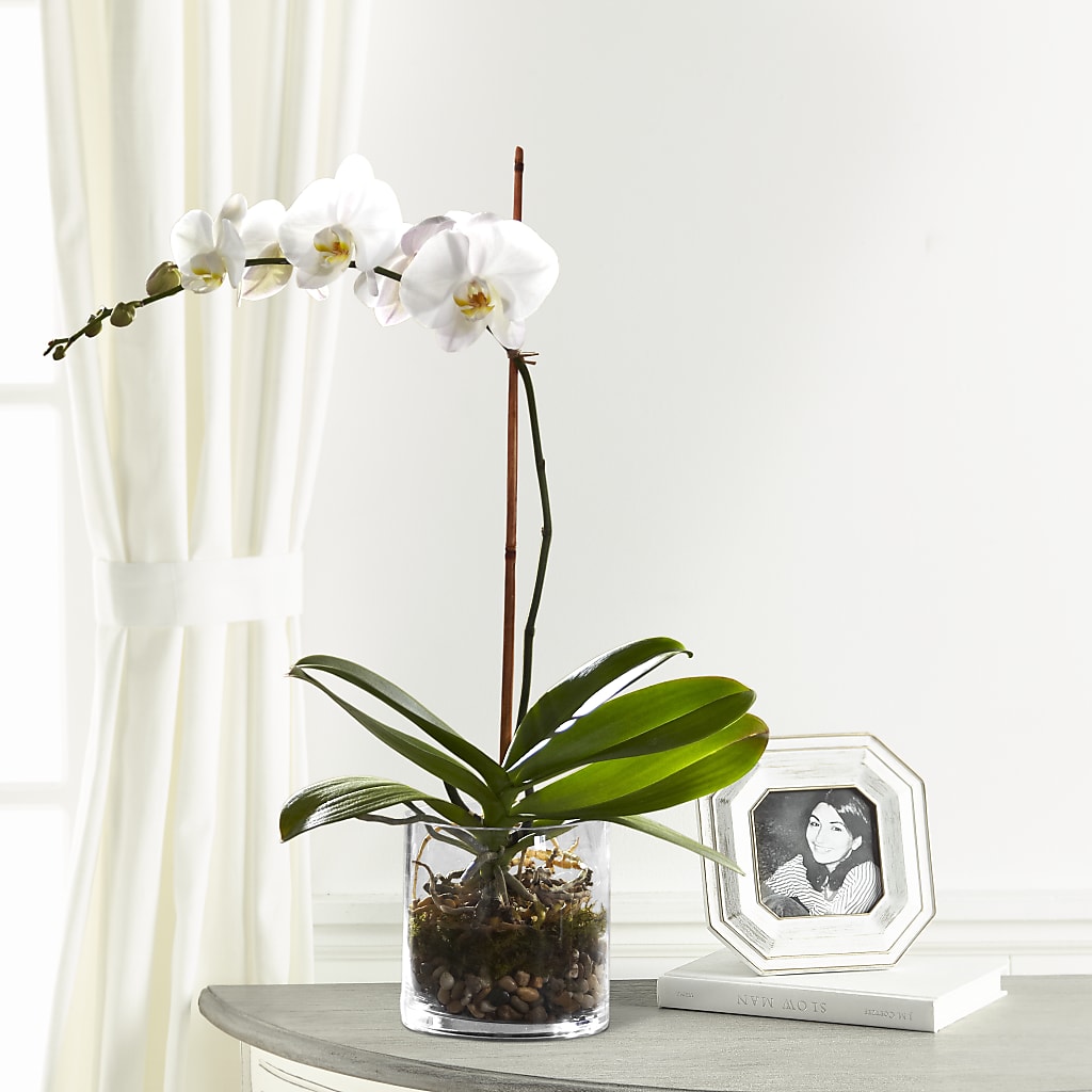White Orchid Planter – Acme Floral #0014, Akron OH