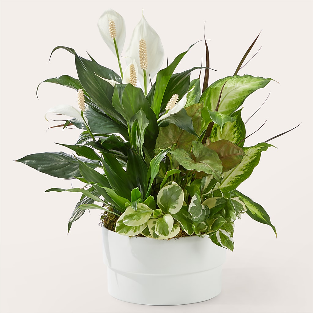 Radiating Positivity Dishgarden – Acme Floral #0014, Akron OH