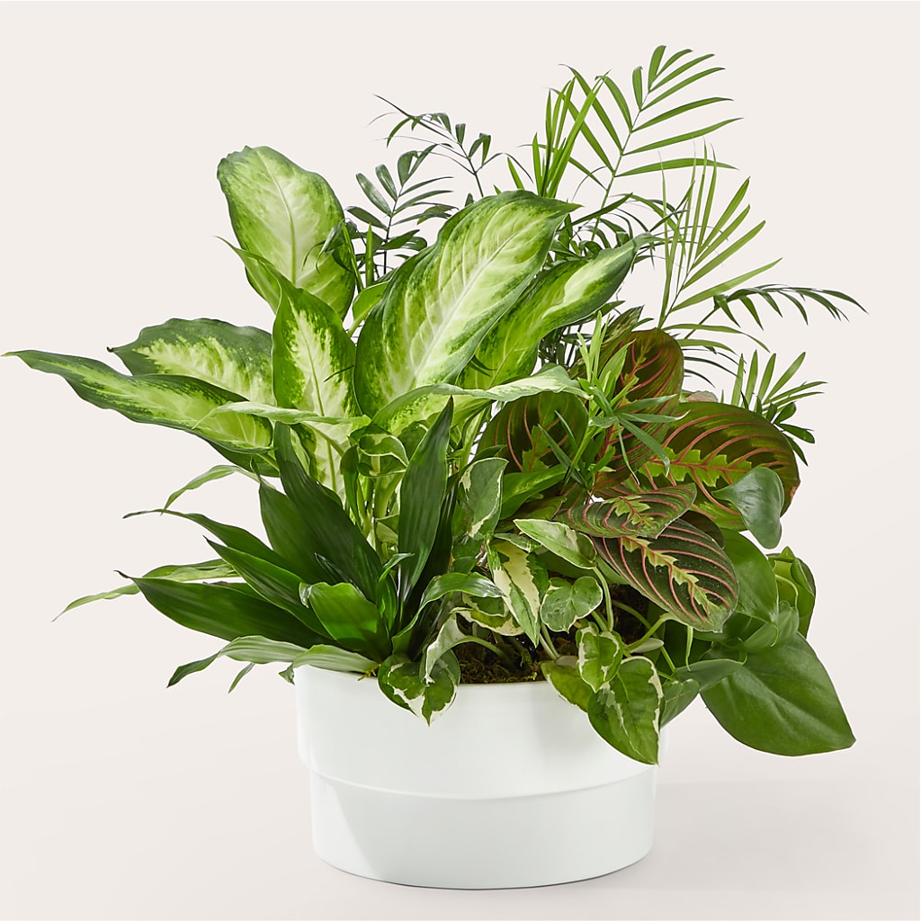 Radiating Positivity Dishgarden – Acme Floral #0014, Akron OH