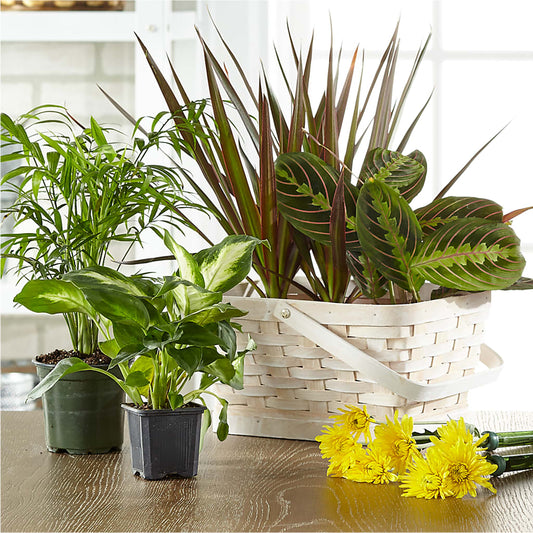 Florist Designed Blooming and Green Plants in a Basket –  Acme Floral #0014, Akron OH