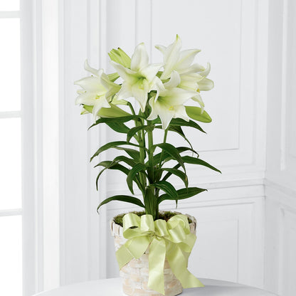 Easter Lily Plant –  Acme Floral #0014, Akron OH