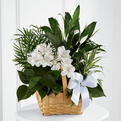 Peace & Serenity Dishgarden –  Acme Floral #0014, Akron OH
