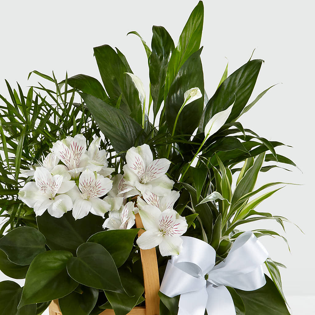 Peace & Serenity Dishgarden –  Acme Floral #0014, Akron OH