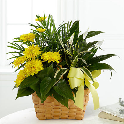 Loving Light Dishgarden –  Acme Floral #0014, Akron OH