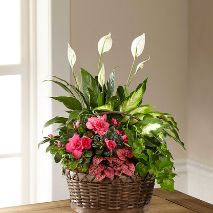 Dream in Pink Dishgarden –  Acme Floral #0014, Akron OH