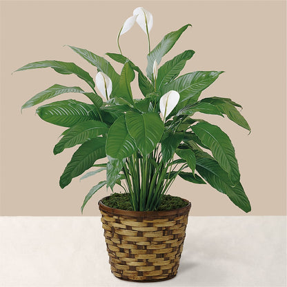 Tranquil Moments Peace Lily Plant –  Acme Floral #0014, Akron OH