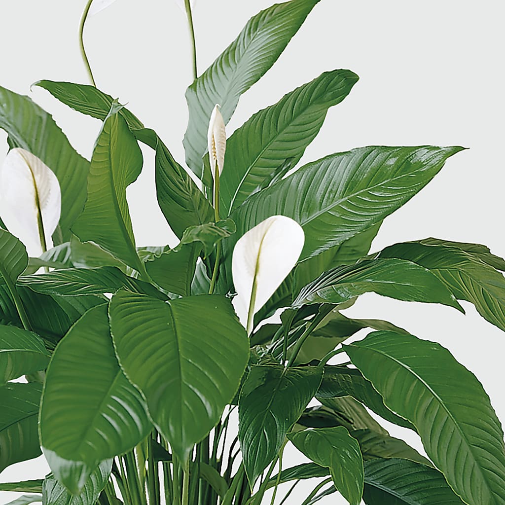 Tranquil Moments Peace Lily Plant –  Acme Floral #0014, Akron OH