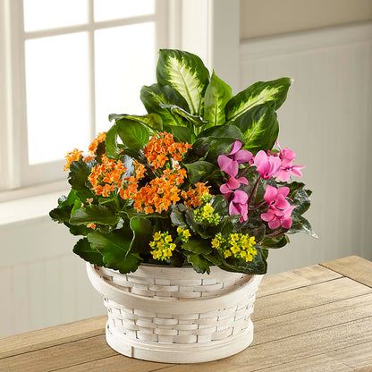 Color Crush Dishgarden –  Acme Floral #0014, Akron OH