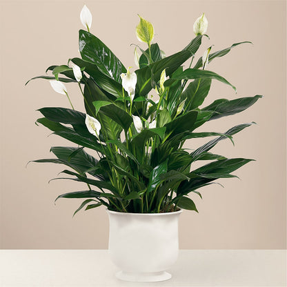 Comfort Planter –  Acme Floral #0014, Akron OH