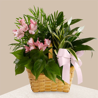 Living Spirit Dishgarden –  Acme Floral #0014, Akron OH