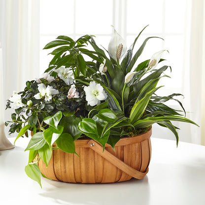Serene Dishgarden –  Acme Floral #0014, Akron OH