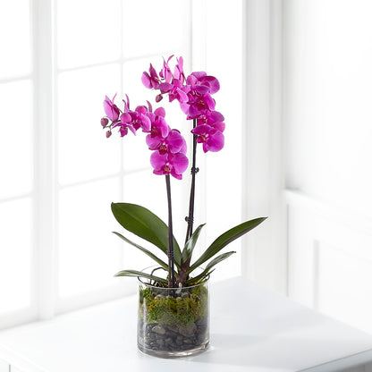 Pink Orchid Plant –  Acme Floral #0014, Akron OH