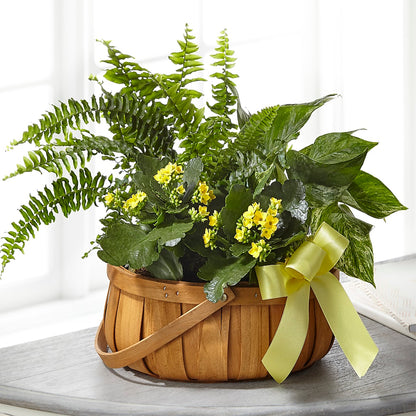 Always Dear Dishgarden –  Acme Floral #0014, Akron OH