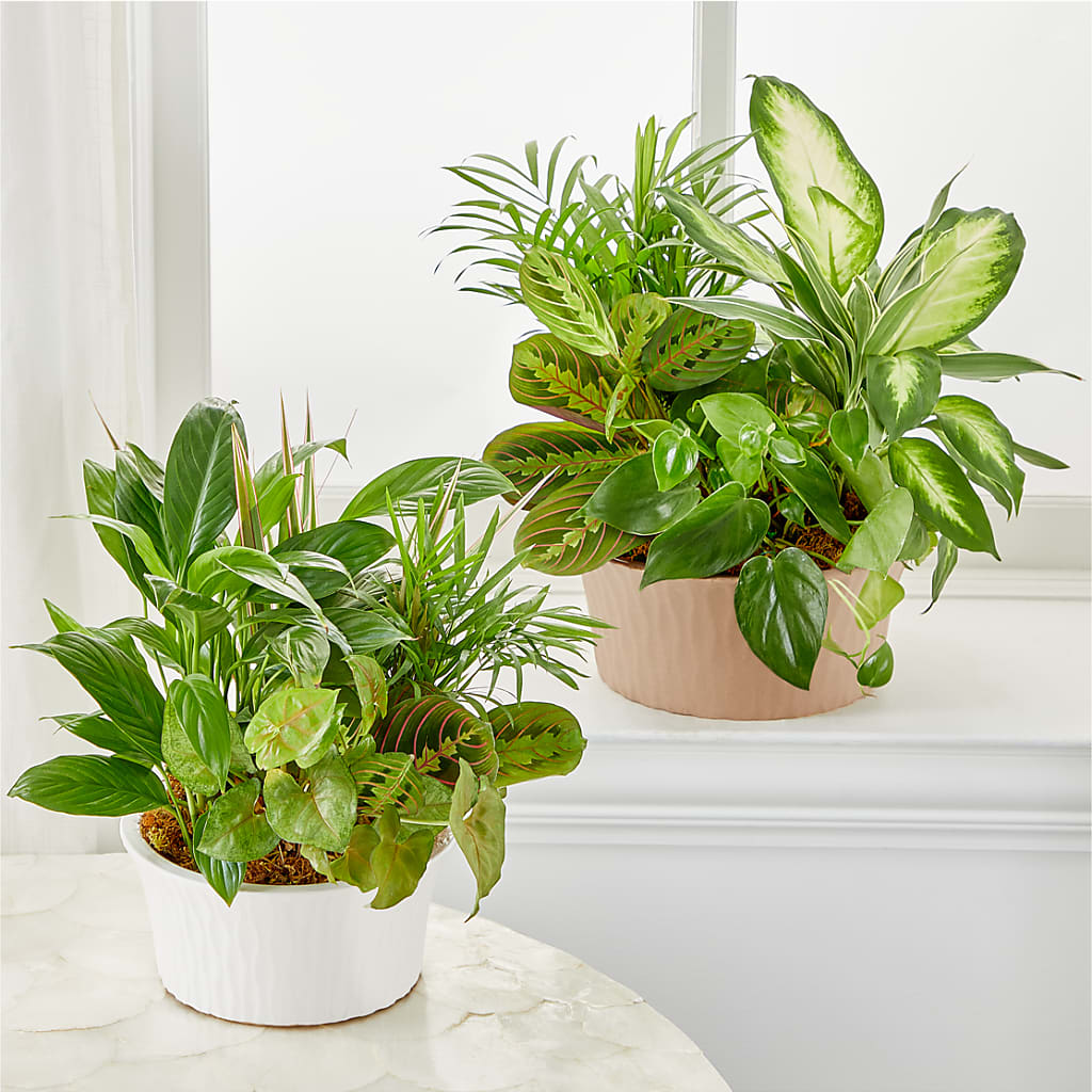 Balance & Harmony Dishgarden –  Acme Floral #0014, Akron OH