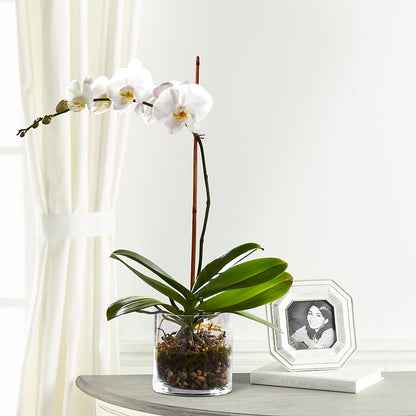 White Orchid Planter –  Acme Floral #0014, Akron OH