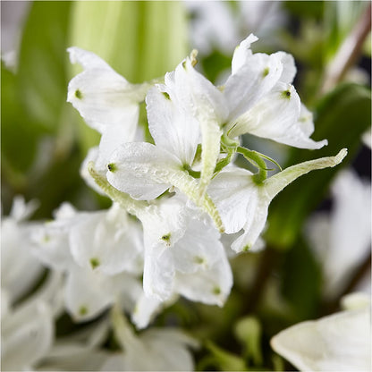 Classic Ivory – A Florist Original –  Acme Floral #0014, Akron OH